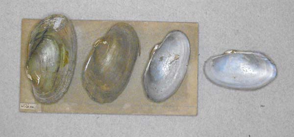 image of lot BMNH_MP_D370