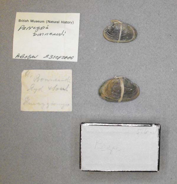 image of lot BMNH_MP_D373