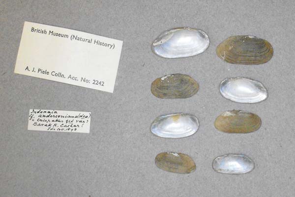 image of lot BMNH_MP_D376