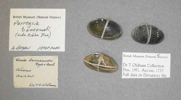 image of lot BMNH_MP_D377