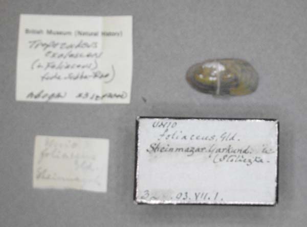 image of lot BMNH_MP_D420