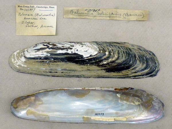 image of lot MCZ_101857