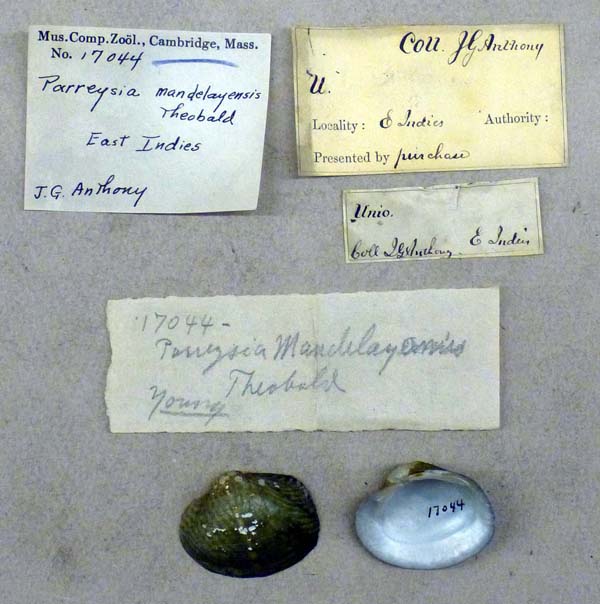 image of lot MCZ_17044