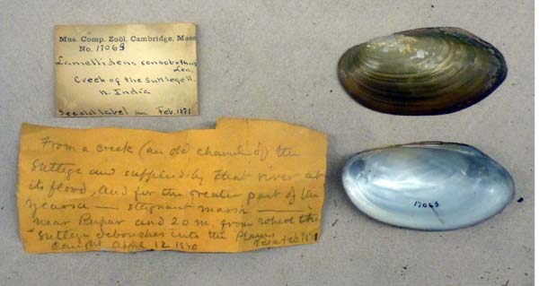 image of lot MCZ_17063