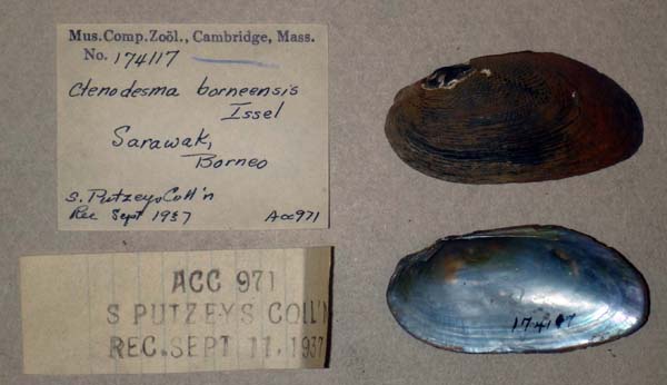 image of lot MCZ_174117