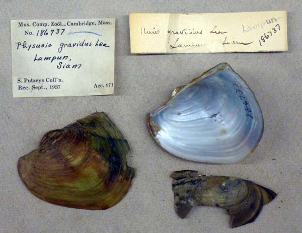 image of lot MCZ_186737