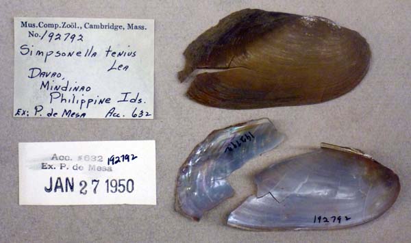 image of lot MCZ_192792