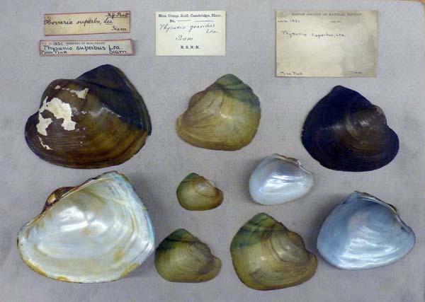 image of lot MCZ_1951