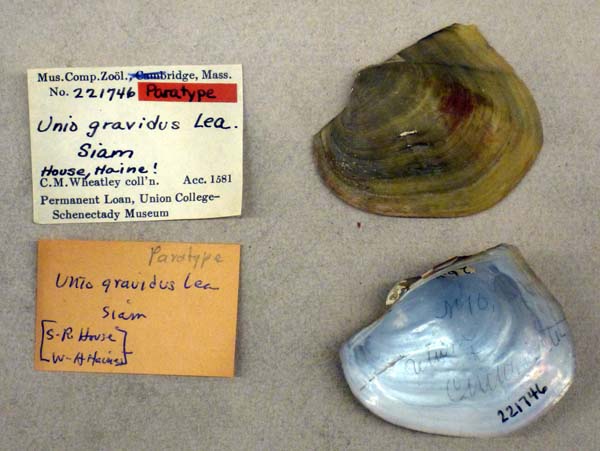 image of lot MCZ_221746