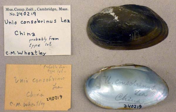 image of lot MCZ_240219