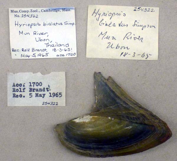 image of lot MCZ_254322