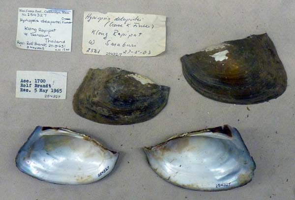 image of lot MCZ_254327