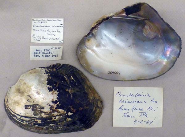 image of lot MCZ_254557