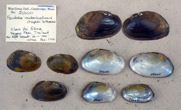 image of lot MCZ_256641