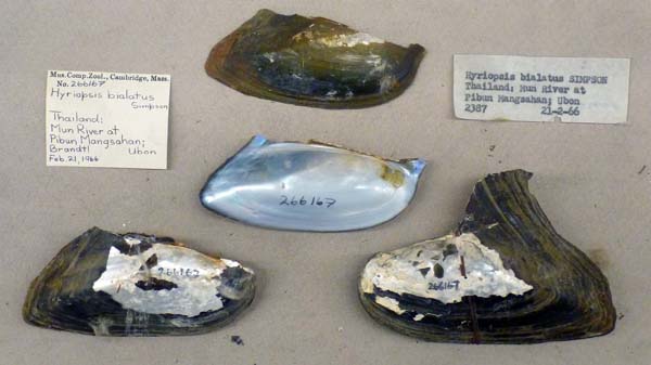 image of lot MCZ_266167