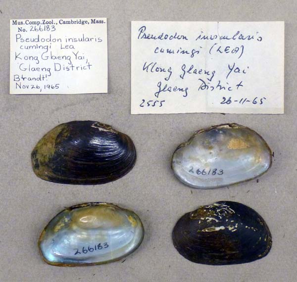 image of lot MCZ_266183