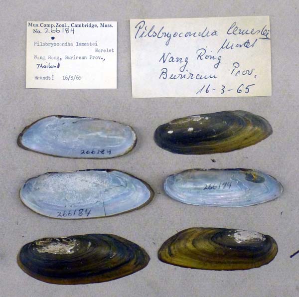 image of lot MCZ_266184