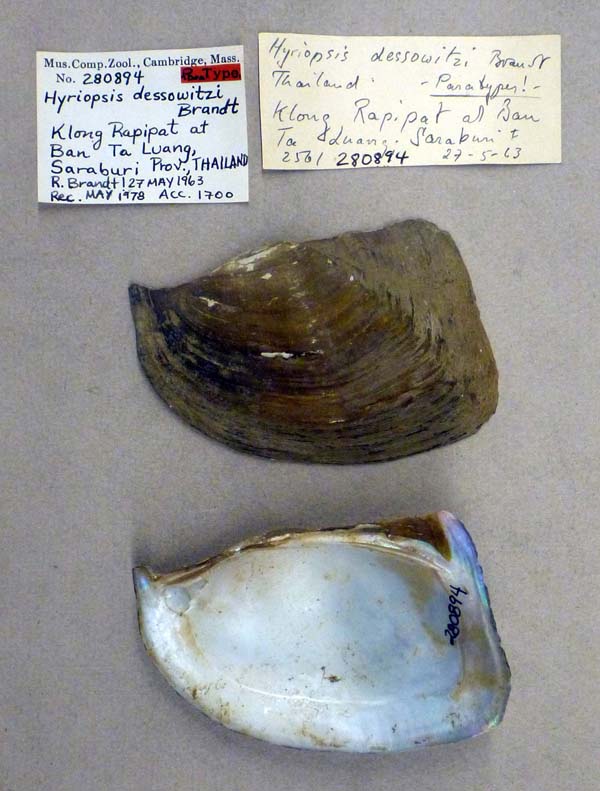 image of lot MCZ_280894