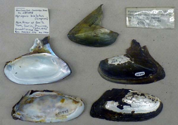 image of lot MCZ_280898