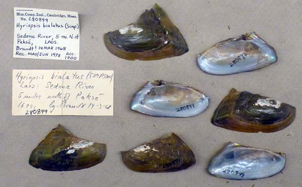 image of lot MCZ_280899