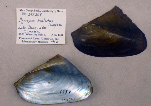 image of lot MCZ_293264