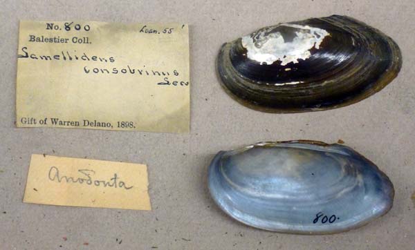 image of lot MCZ_800