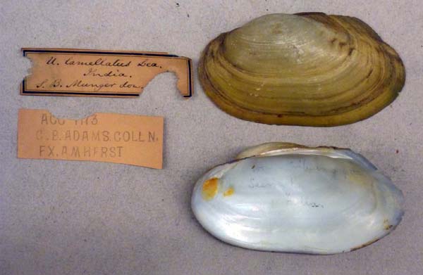 image of lot MCZ_MP_323