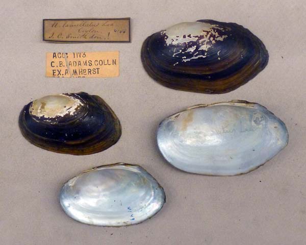 image of lot MCZ_MP_325