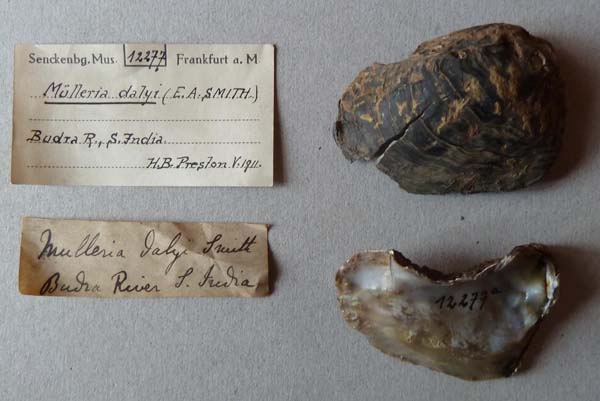 image of lot SMF_12277