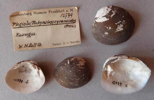 image of lot SMF_12779