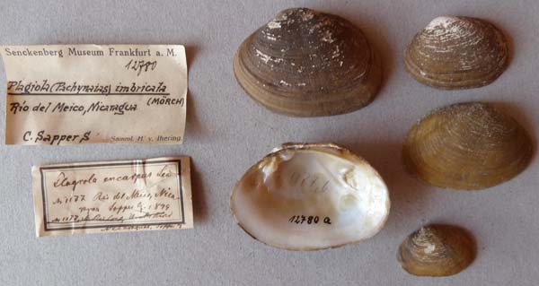 image of lot SMF_12780