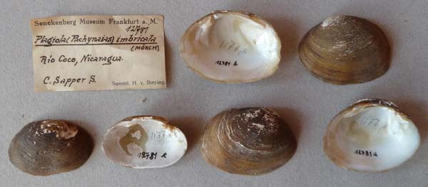 image of lot SMF_12781