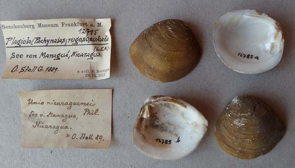 image of lot SMF_12785