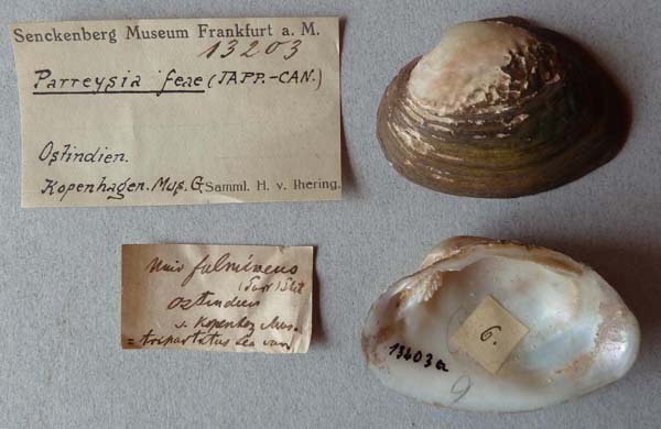 image of lot SMF_13203