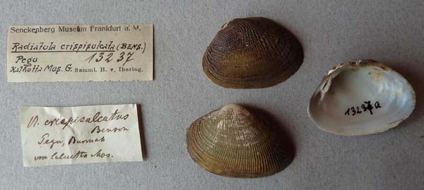 image of lot SMF_13237