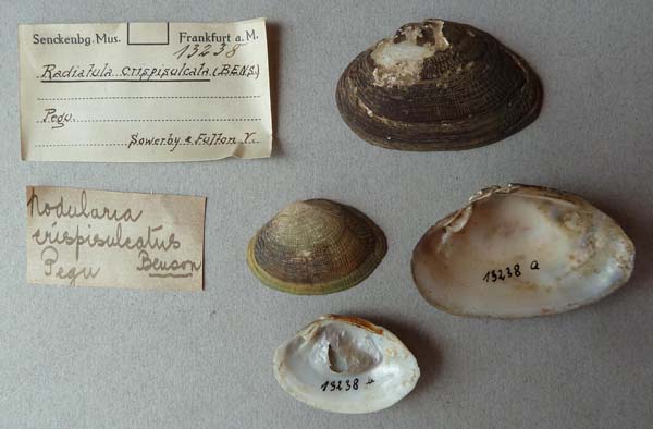 image of lot SMF_13238