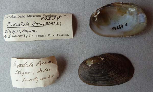 image of lot SMF_13239