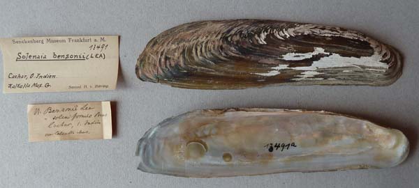 image of lot SMF_13491