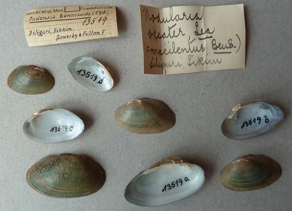 image of lot SMF_13519