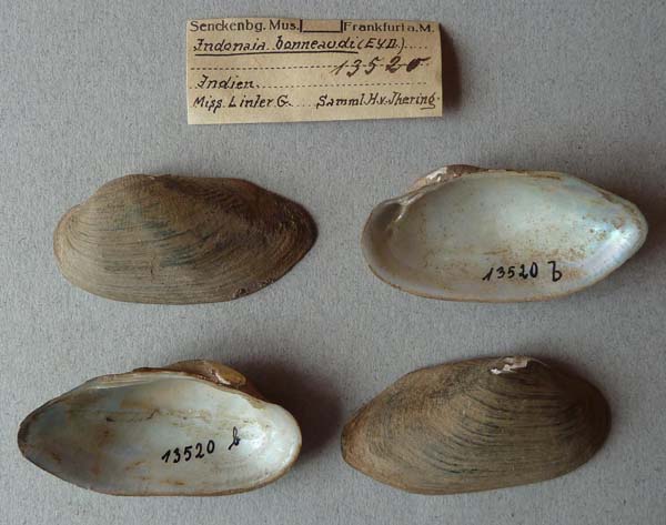 image of lot SMF_13520