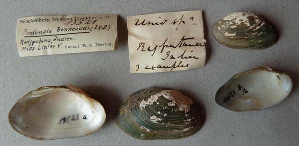 image of lot SMF_13521