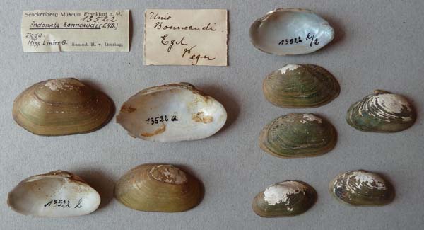 image of lot SMF_13522