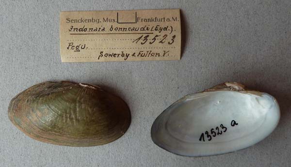 image of lot SMF_13523