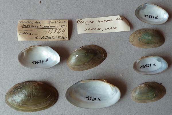 image of lot SMF_13524