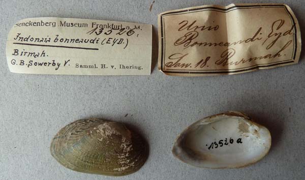 image of lot SMF_13526