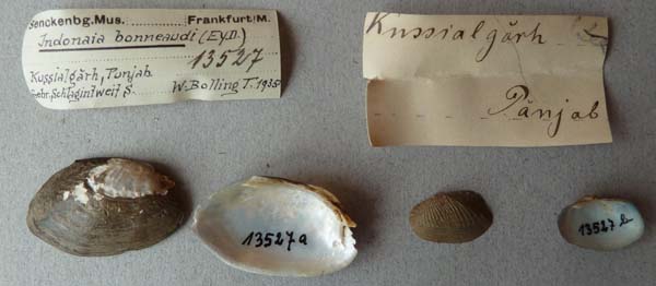 image of lot SMF_13527