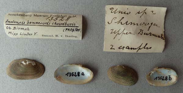 image of lot SMF_13528