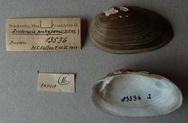 image of lot SMF_13536