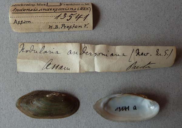 image of lot SMF_13541