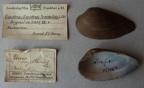 image of lot SMF_13706